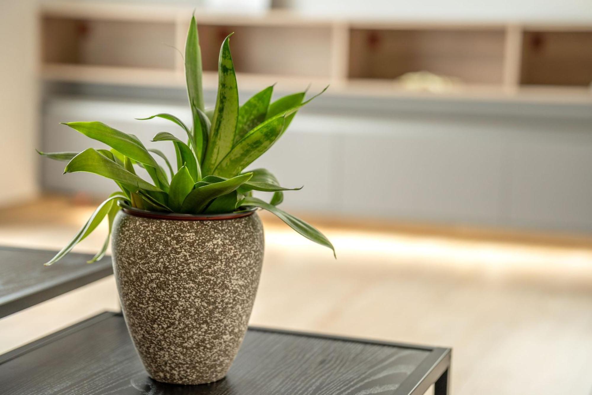 Magnolia Luxury Chania Central Apartments Zewnętrze zdjęcie